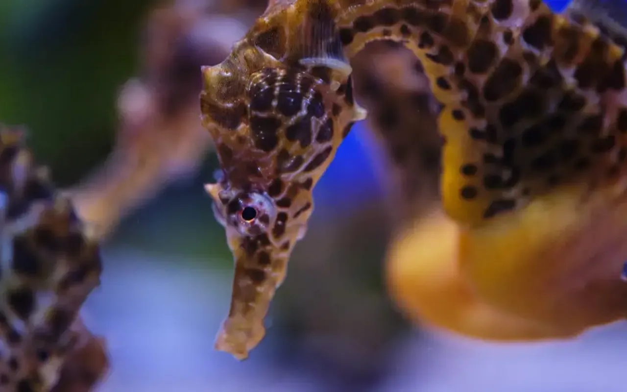 Dubai Aquarium and Underwater Zoo photo 2
